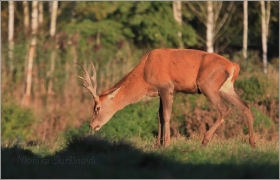<p>JELEN LESNÍ (Cervus elaphus) obora /Red deer - Rothirsch/</p>